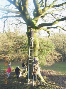 Installing a bird box